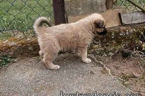 BEZA- kochany szczeniak do adopcji,  mazowieckie W