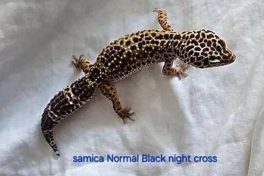 Gekon lamparci samica