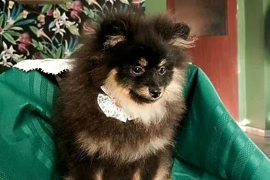 Mały Szpic Niemiecki piękne umaszczenie black and tan rodzice FCI