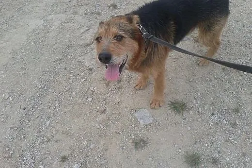 Sporej wielkości terierowaty psiak pilnie szuka do