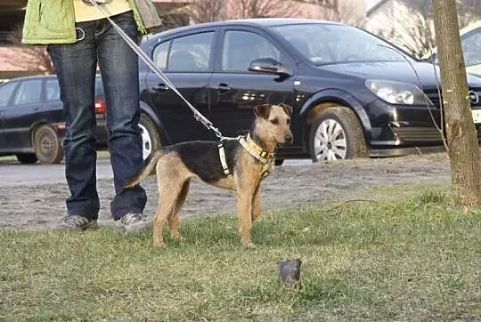 Mała w typie teriera szuka domu!