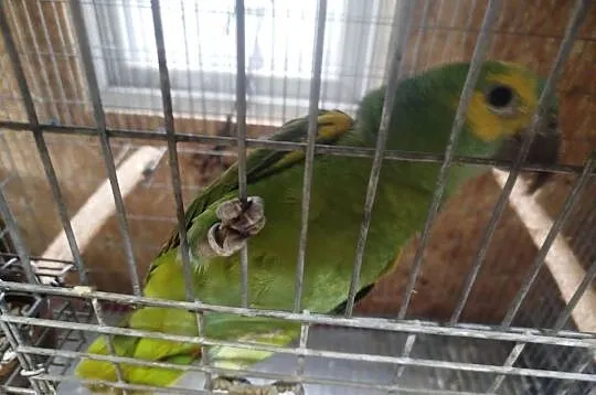 Amazonka Niebieskoczelne, Mazowieckie, Siedlce