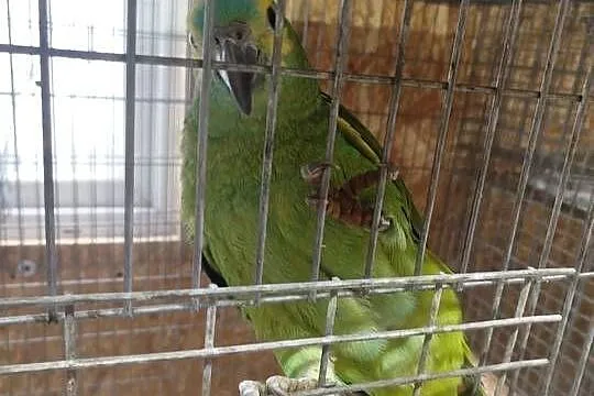 Amazonka Niebieskoczelne, Mazowieckie, Siedlce