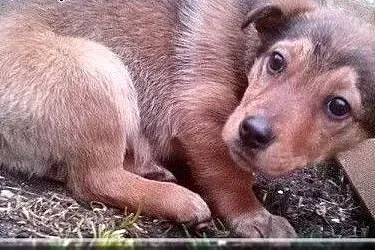 Pieszczoch Alio,  pomorskie Rumia