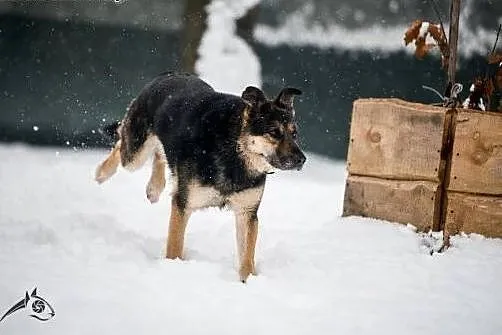 Leo - pójdzie za Tobą wszędzie:) ,  małopolskie Kr