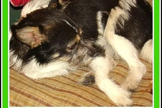 Mikropiesek ORK,rodzinny,grzeczny,spokojny,łagodny.ADOPCJA,  dolnośląskie Wrocław