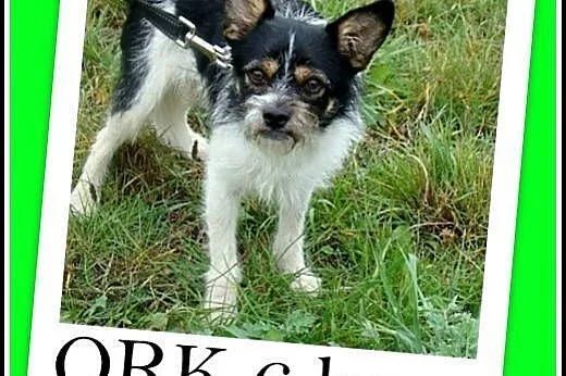 Mikropiesek ORK,rodzinny,grzeczny,spokojny,łagodny
