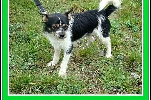 Mikropiesek ORK,rodzinny,grzeczny,spokojny,łagodny