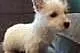 Piękna West Highland Terrier .potrzebuje nowego wł, Lidzbark Warmiński