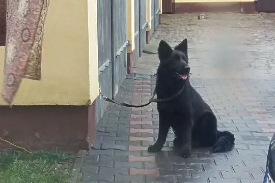 Owczarek niemiecki Suka czarna, Wielkopolskie, Gostyń