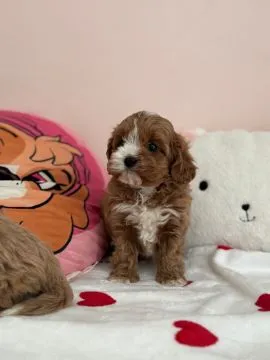 Cavapoo - pieski i suczki, pudel toy, cavalier king charles spaniel ????, , Częstochowa