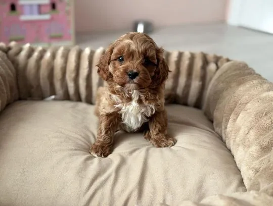 Cavapoo - pieski i suczki, pudel toy, cavalier king charles spaniel ????, , Częstochowa