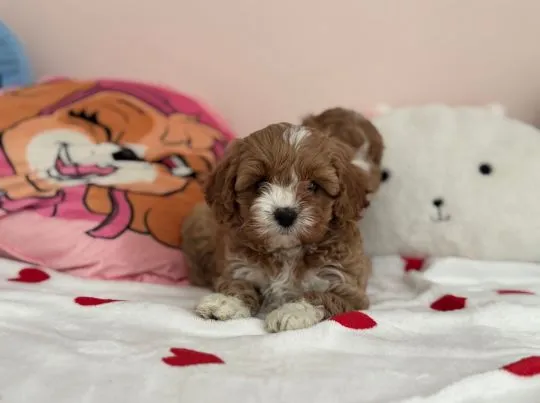 Cavapoo - pieski i suczki, pudel toy, cavalier king charles spaniel ????, , Częstochowa