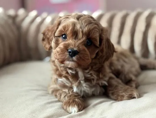 Cavapoo - pieski i suczki, pudel toy, cavalier king charles spaniel ????, , Częstochowa