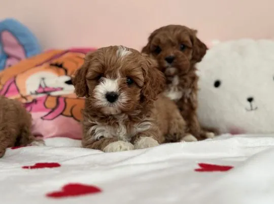 Cavapoo - pieski i suczki, pudel toy, cavalier king charles spaniel ????, , Częstochowa