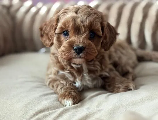Cavapoo - pieski i suczki, pudel toy, cavalier king charles spaniel ????