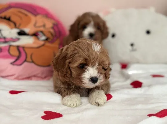 Cavapoo - pieski i suczki, pudel toy, cavalier king charles spaniel ????, , Częstochowa