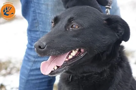Saba :) Kochana, wierna i przepełniona miłością! Adoptuj :)