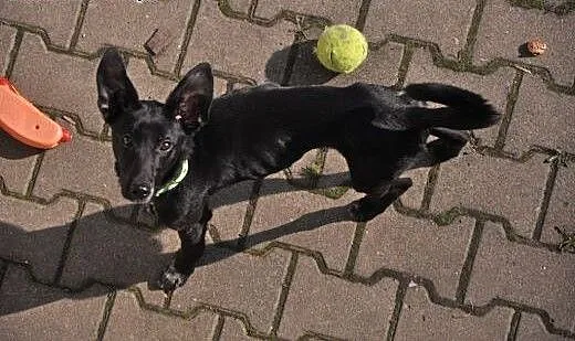 Figaro do adopcji, dolnośląskie Jelenia Góra