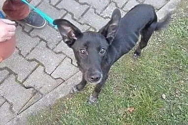 Figaro do adopcji,  dolnośląskie Jelenia Góra