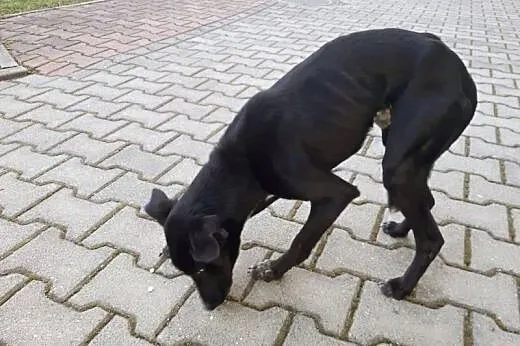 Figaro do adopcji,  dolnośląskie Jelenia Góra