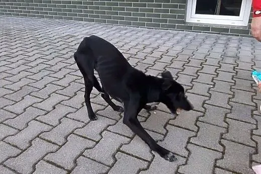 Figaro do adopcji,  dolnośląskie Jelenia Góra