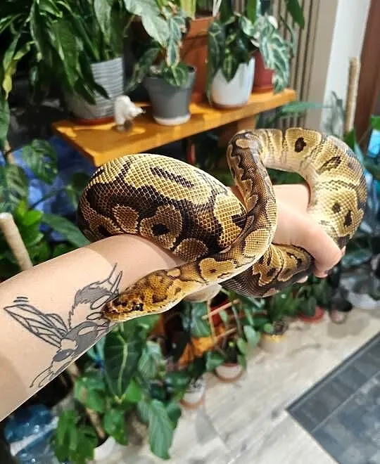 Samiec clown het albino pyton królewski, Śląskie, Łaziska Górne