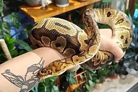 Samiec clown het albino pyton królewski