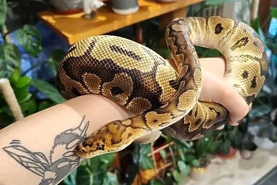 Samiec clown het albino pyton królewski, Śląskie, Łaziska Górne