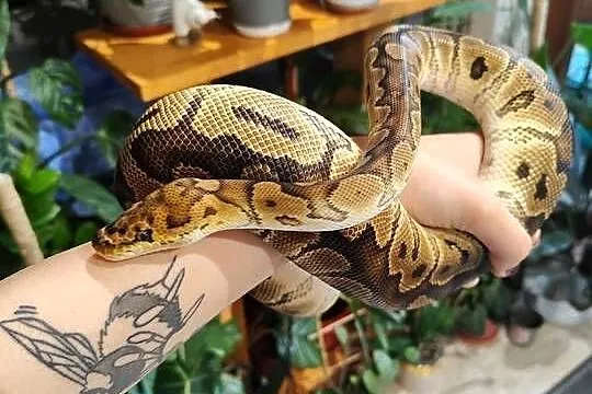Samiec clown het albino pyton królewski, Śląskie, Łaziska Górne