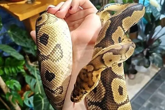 Samiec clown het albino pyton królewski, Śląskie, Łaziska Górne