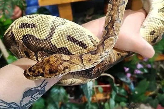 Samiec clown het albino pyton królewski, Śląskie, Łaziska Górne