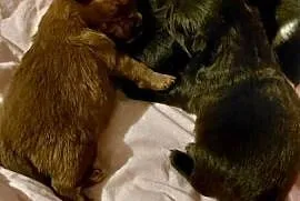 Yorkiepoo szczeniaki okolice Warszawy gotowe do zmiany domu