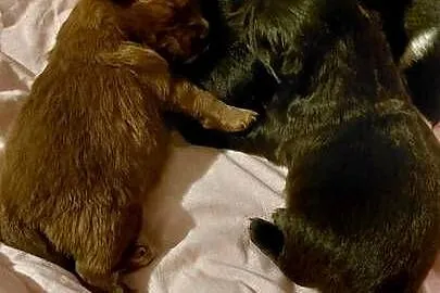 Yorkiepoo szczeniaki okolice Warszawy gotowe do zmiany domu