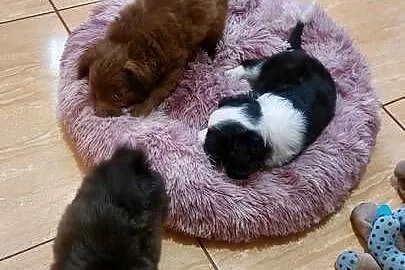 Yorkiepoo szczeniaki okolice Warszawy gotowe do zmiany domu, Mazowieckie, Płońsk
