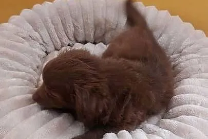 Yorkiepoo szczeniaki okolice Warszawy gotowe do zmiany domu, Mazowieckie, Płońsk