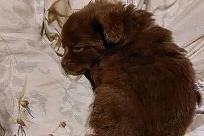 Yorkiepoo szczeniaki okolice Warszawy gotowe do zmiany domu, Mazowieckie, Płońsk