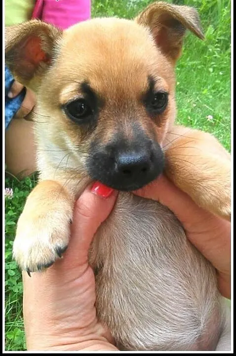 Pchełka - maluch do adopcji, mazowieckie Warszawa