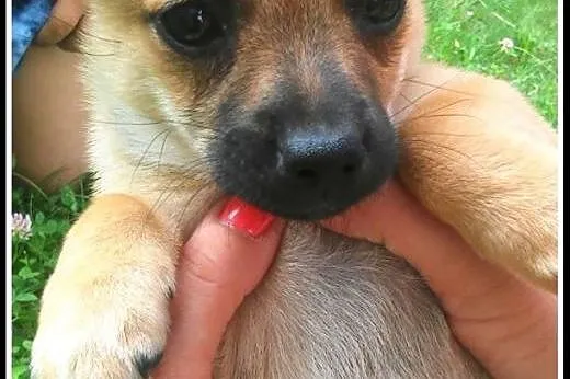 Pchełka - maluch do adopcji, mazowieckie Warszawa