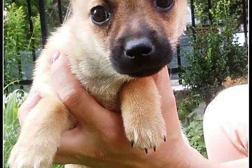 Pchełka - maluch do adopcji,  mazowieckie Warszawa