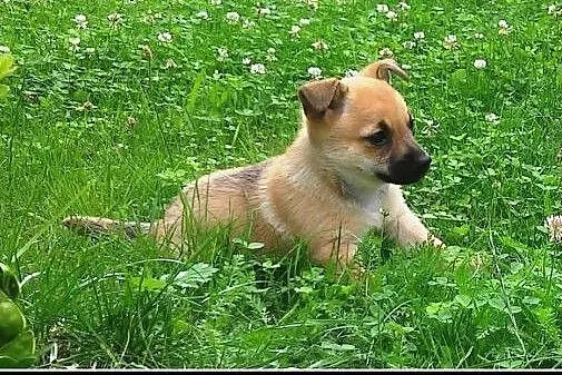 Pchełka - maluch do adopcji,  mazowieckie Warszawa