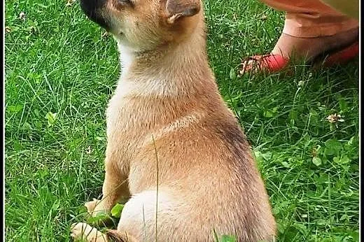 Pchełka - maluch do adopcji,  mazowieckie Warszawa