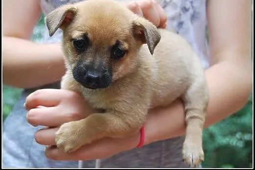 Pchełka - maluch do adopcji,  mazowieckie Warszawa