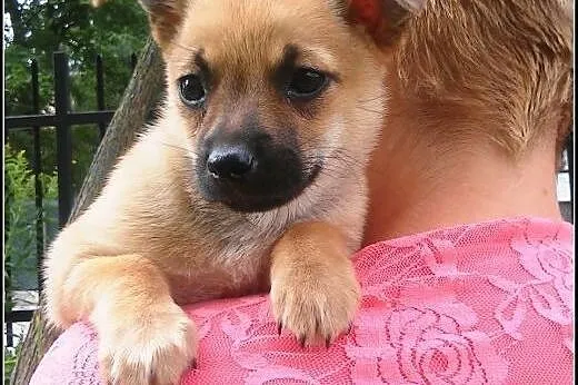 Pchełka - maluch do adopcji,  mazowieckie Warszawa