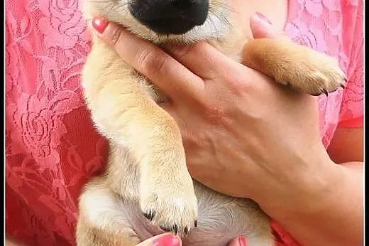 Pchełka - maluch do adopcji,  mazowieckie Warszawa