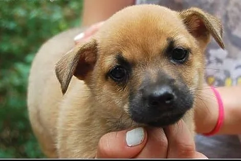 Pchełka - maluch do adopcji,  mazowieckie Warszawa
