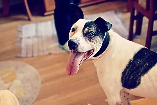 Po co psa kupować, jeżeli idealnego Bratka można adoptować !