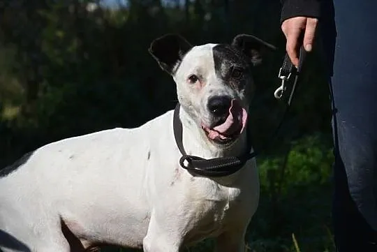 Po co psa kupować, jeżeli idealnego Bratka można adoptować !, Mazowieckie, Warszawa