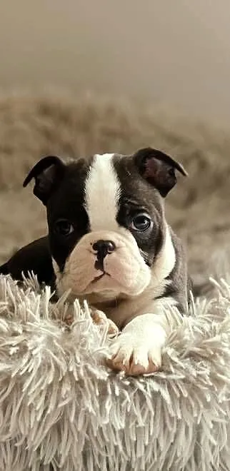 Boston Terrier Piesek, Łódzkie, Krośniewice