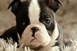 Boston Terrier Piesek